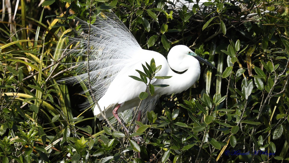 ダイサギ - ML644912836