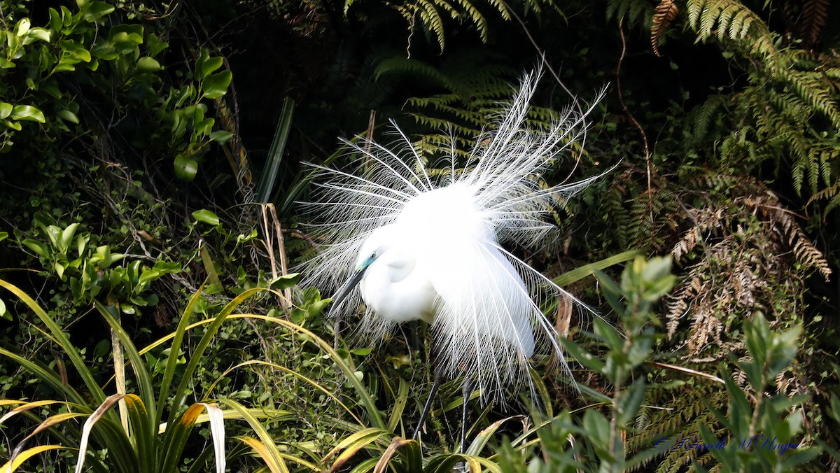 ダイサギ - ML644912837