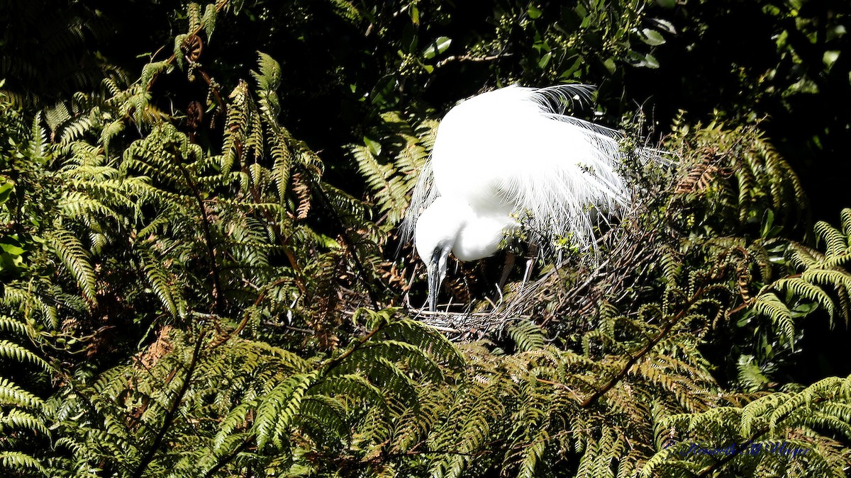 ダイサギ - ML644912838