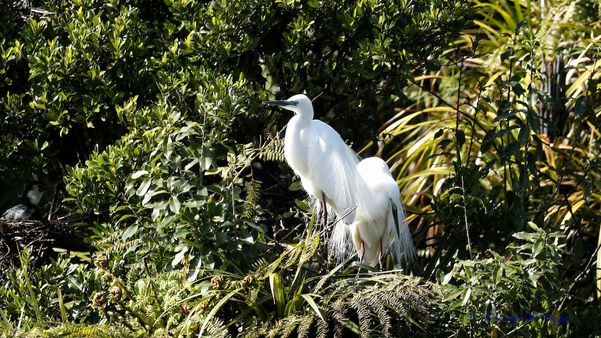 ダイサギ - ML644912840