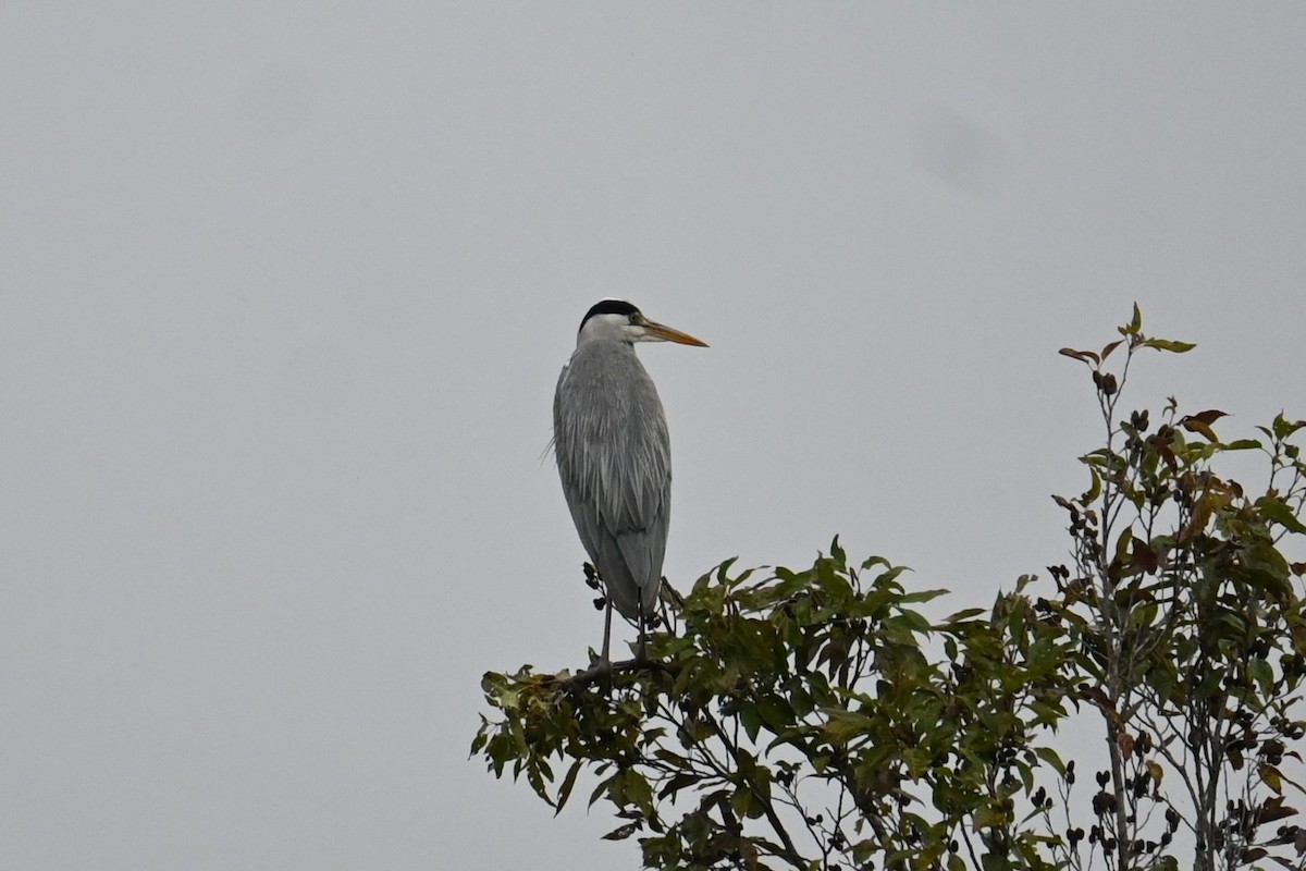 アオサギ - ML644912841