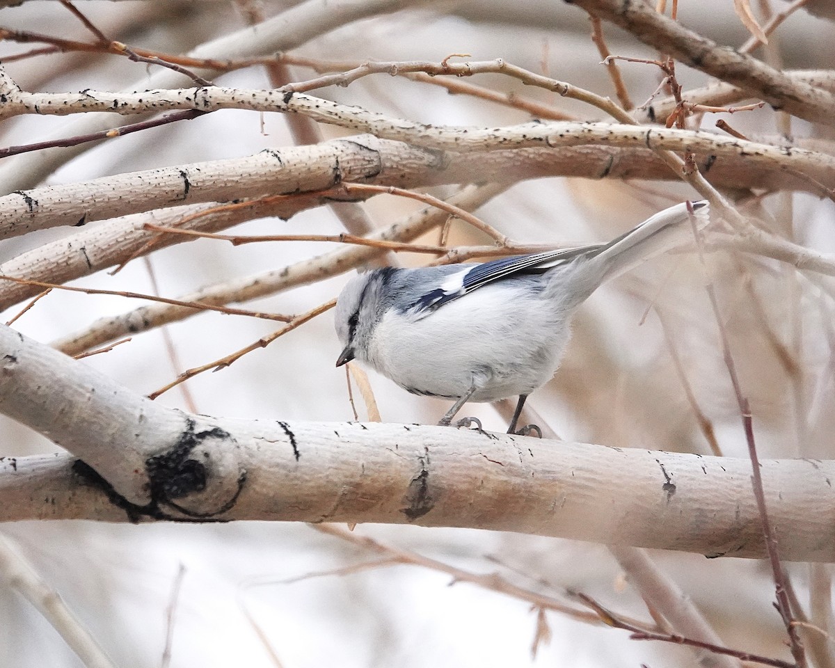 ルリガラ - ML644912842