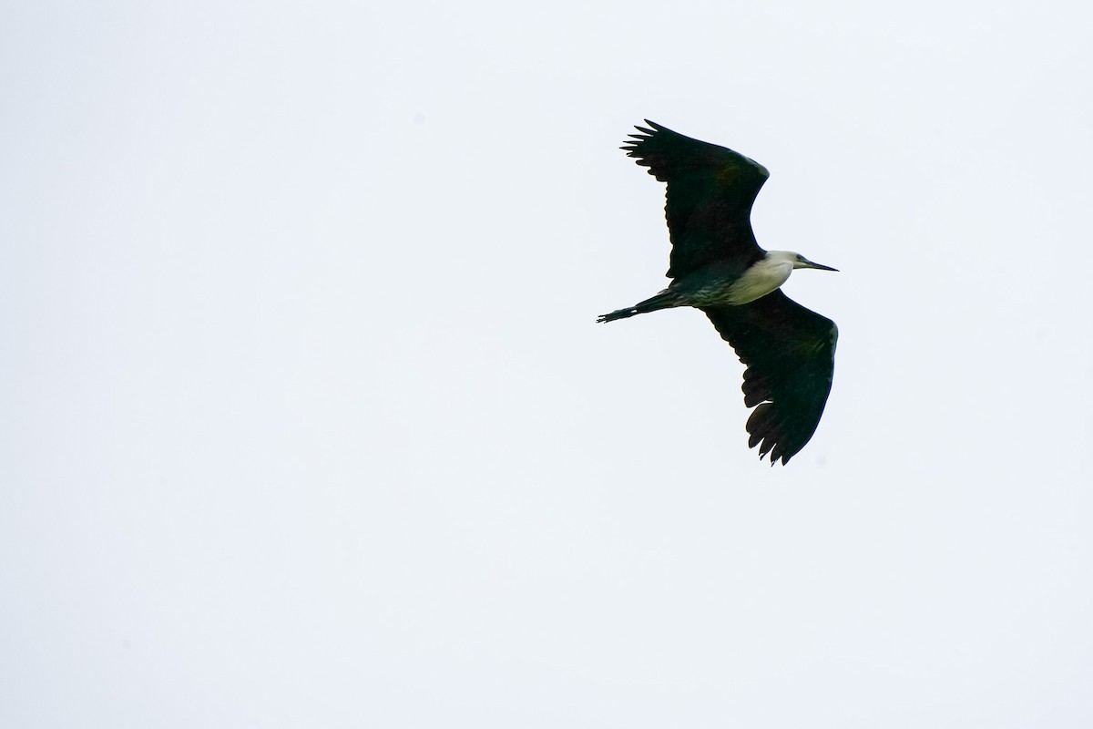 シロガシラサギ - ML644912844