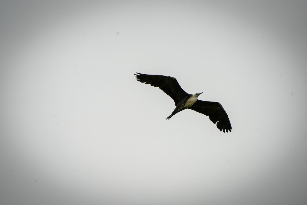 シロガシラサギ - ML644912845