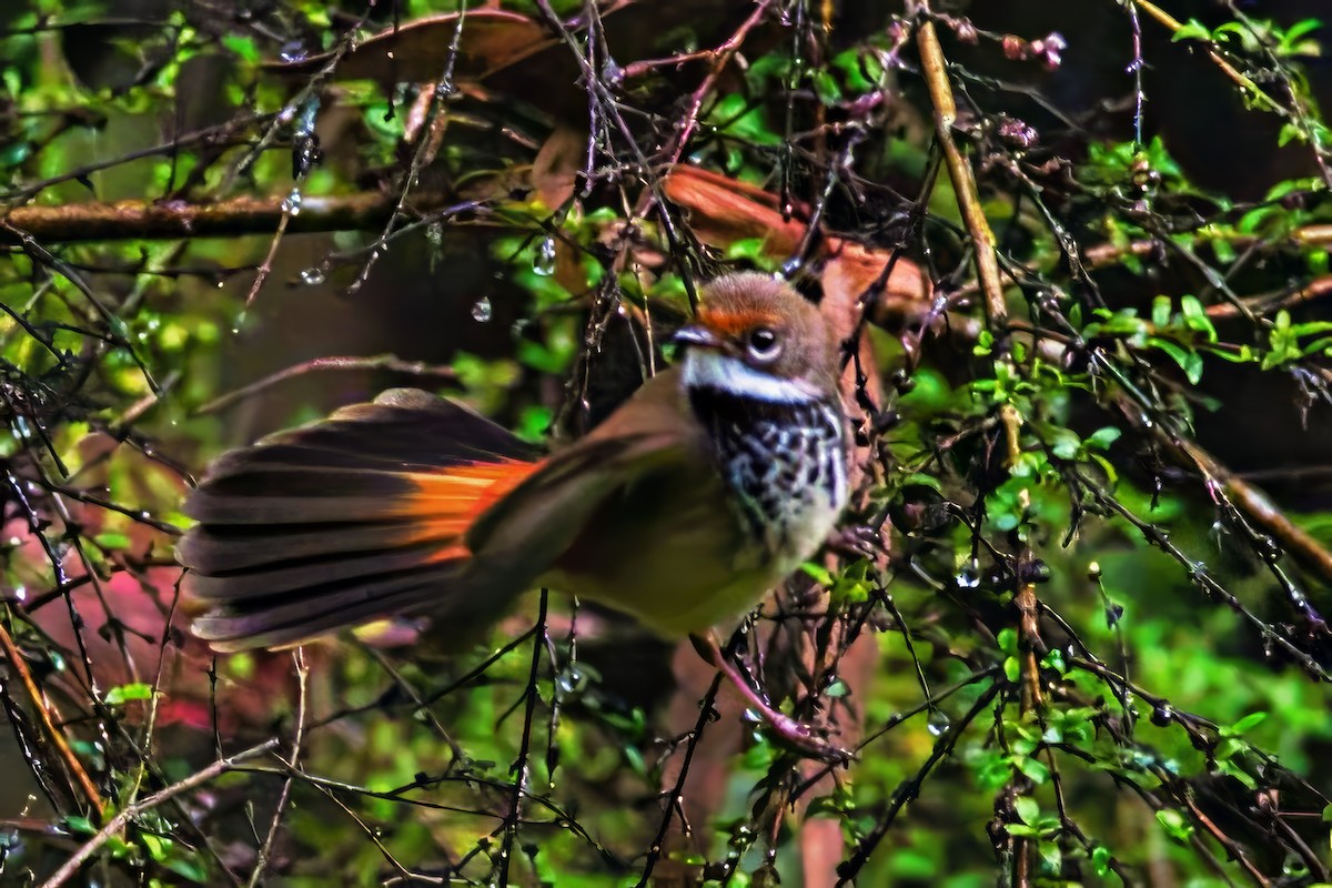 Australian Rufous Fantail - ML644912846