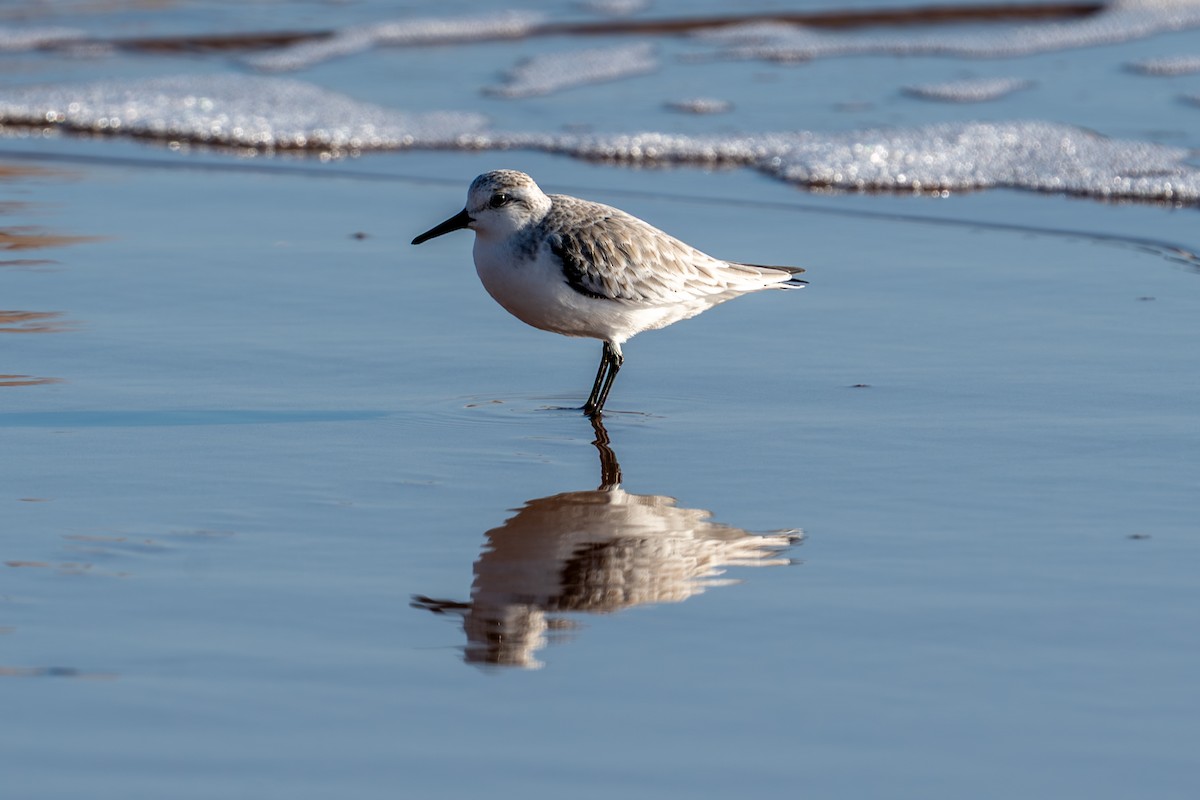 ミユビシギ - ML644912847