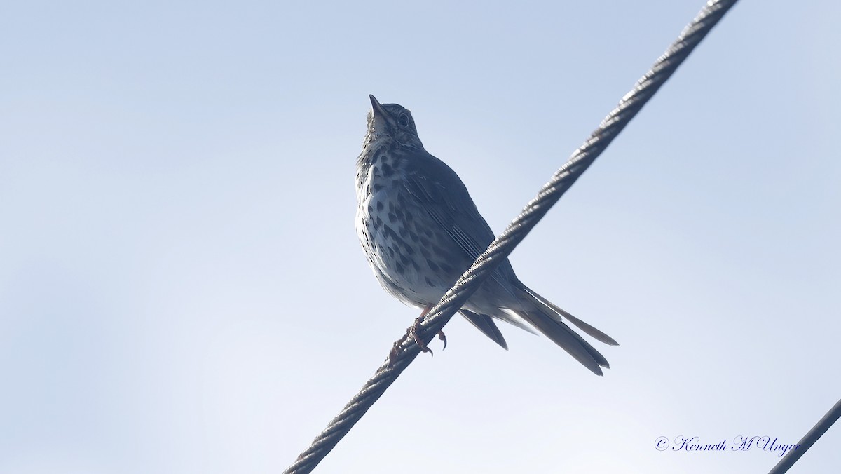 ウタツグミ - ML644912848