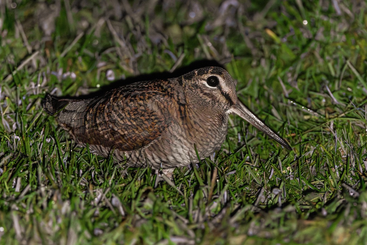 Eurasian Woodcock - ML644912849