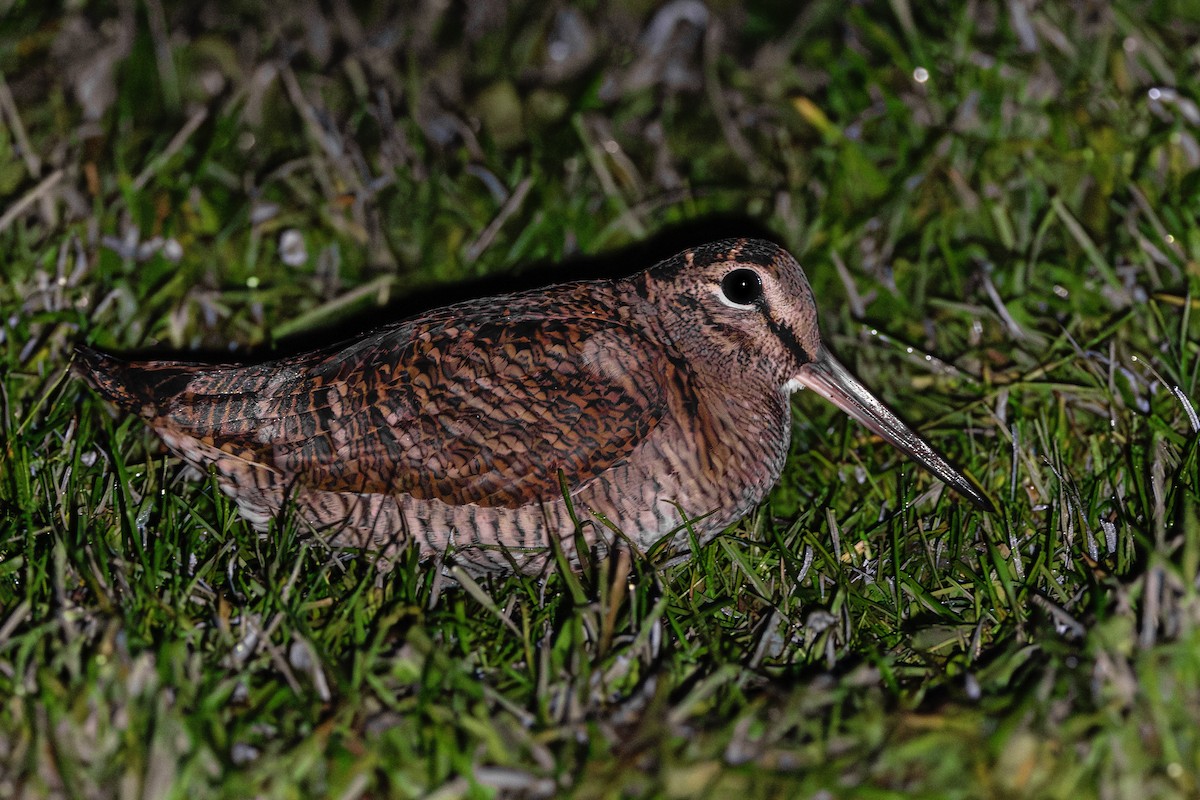 Eurasian Woodcock - ML644912850