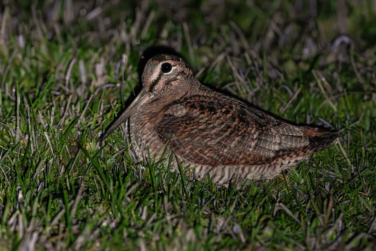 Eurasian Woodcock - ML644912851
