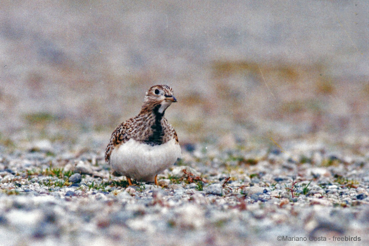 コヒバリチドリ - ML644912852