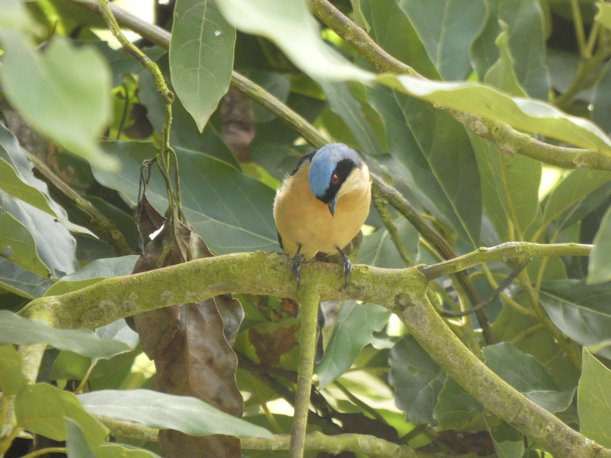 アオボウシフウキンチョウ - ML644912853
