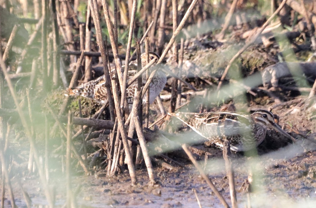 タシギ - ML644912854