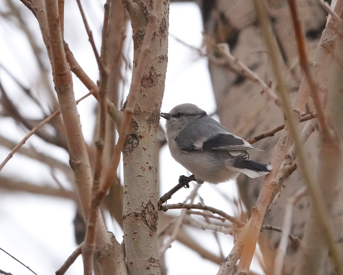 Azure Tit - ML644912856