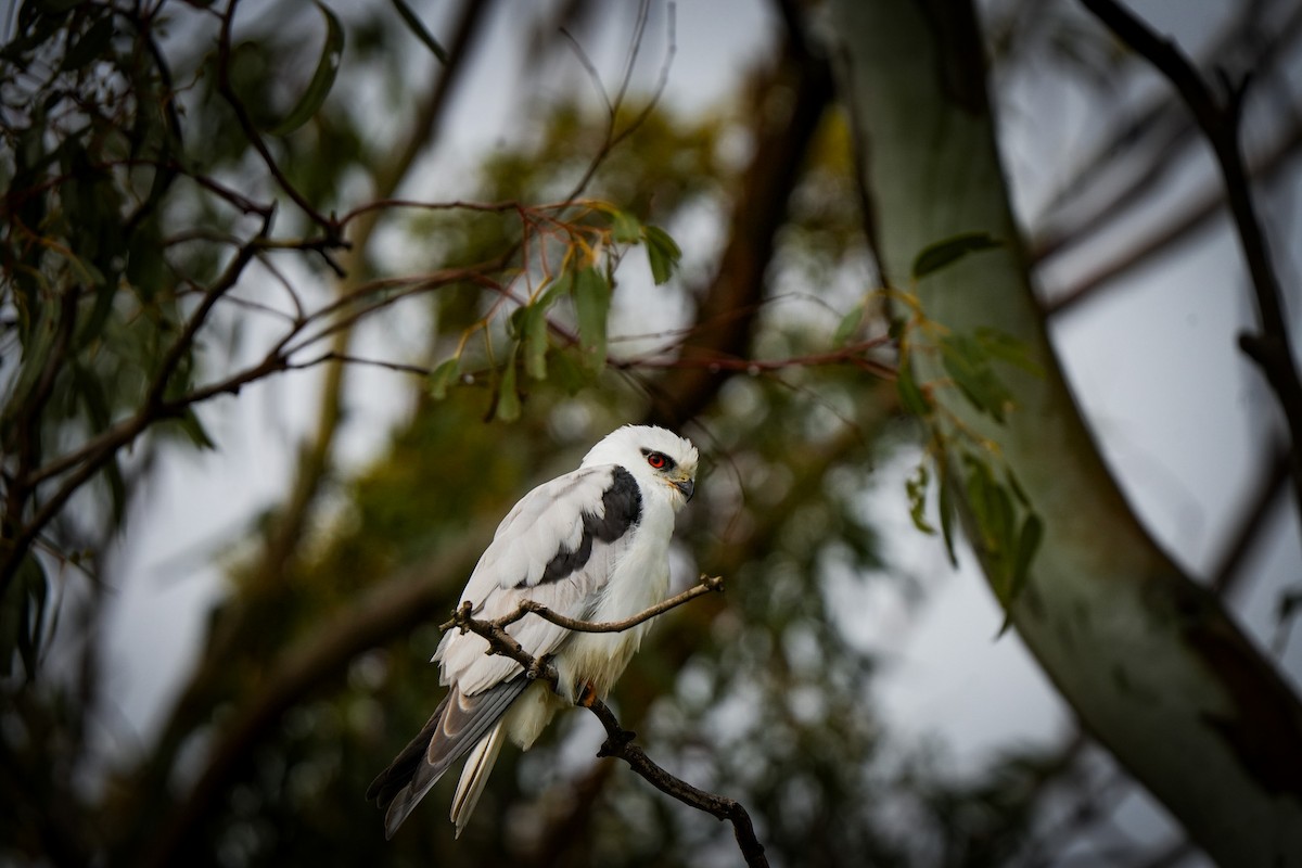 オーストラリアカタグロトビ - ML644912857