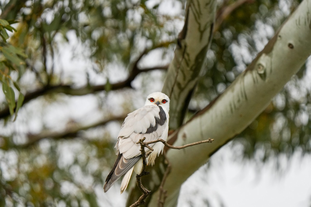 オーストラリアカタグロトビ - ML644912858