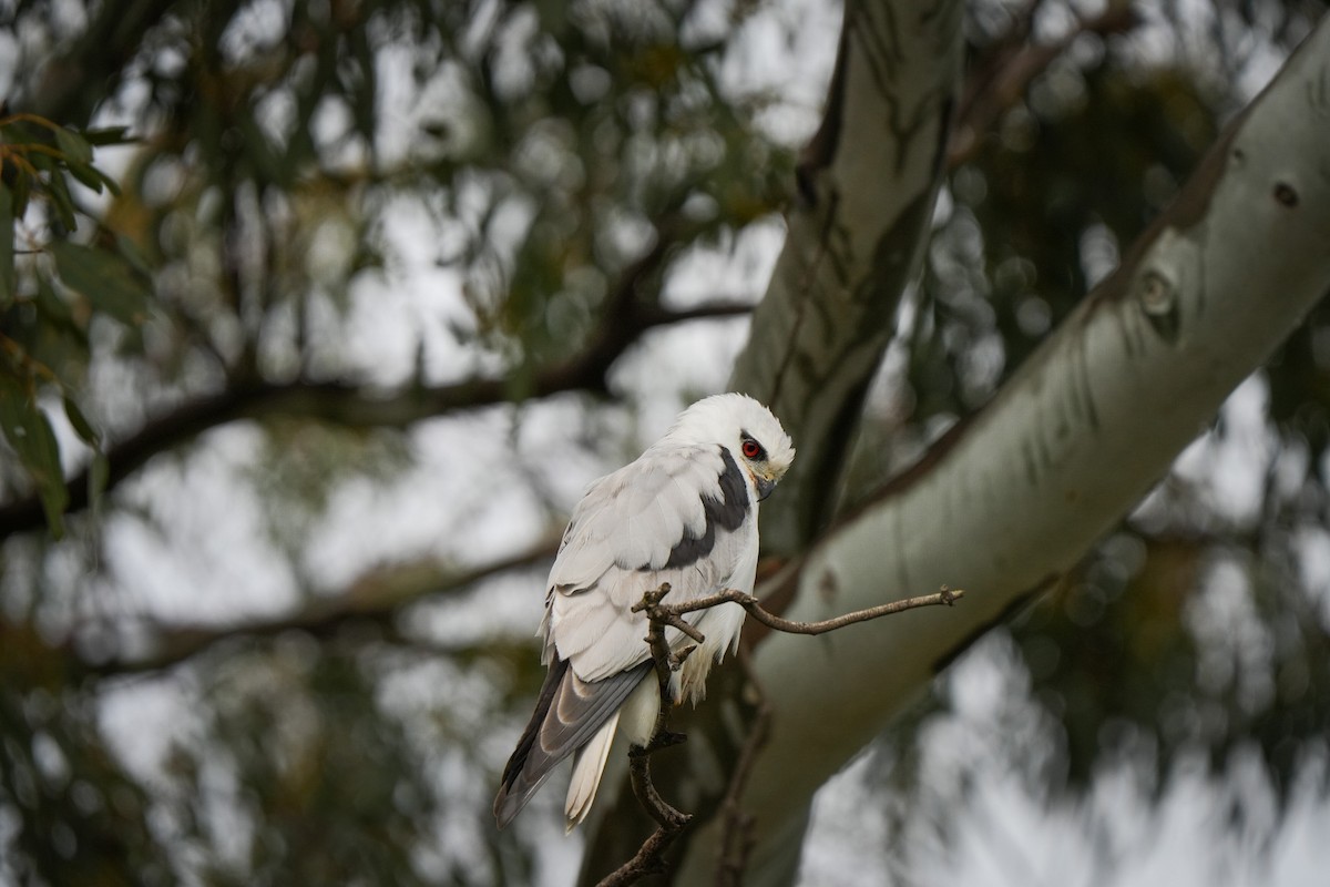 オーストラリアカタグロトビ - ML644912859