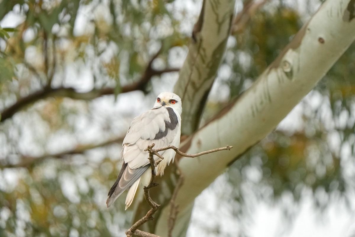 オーストラリアカタグロトビ - ML644912860