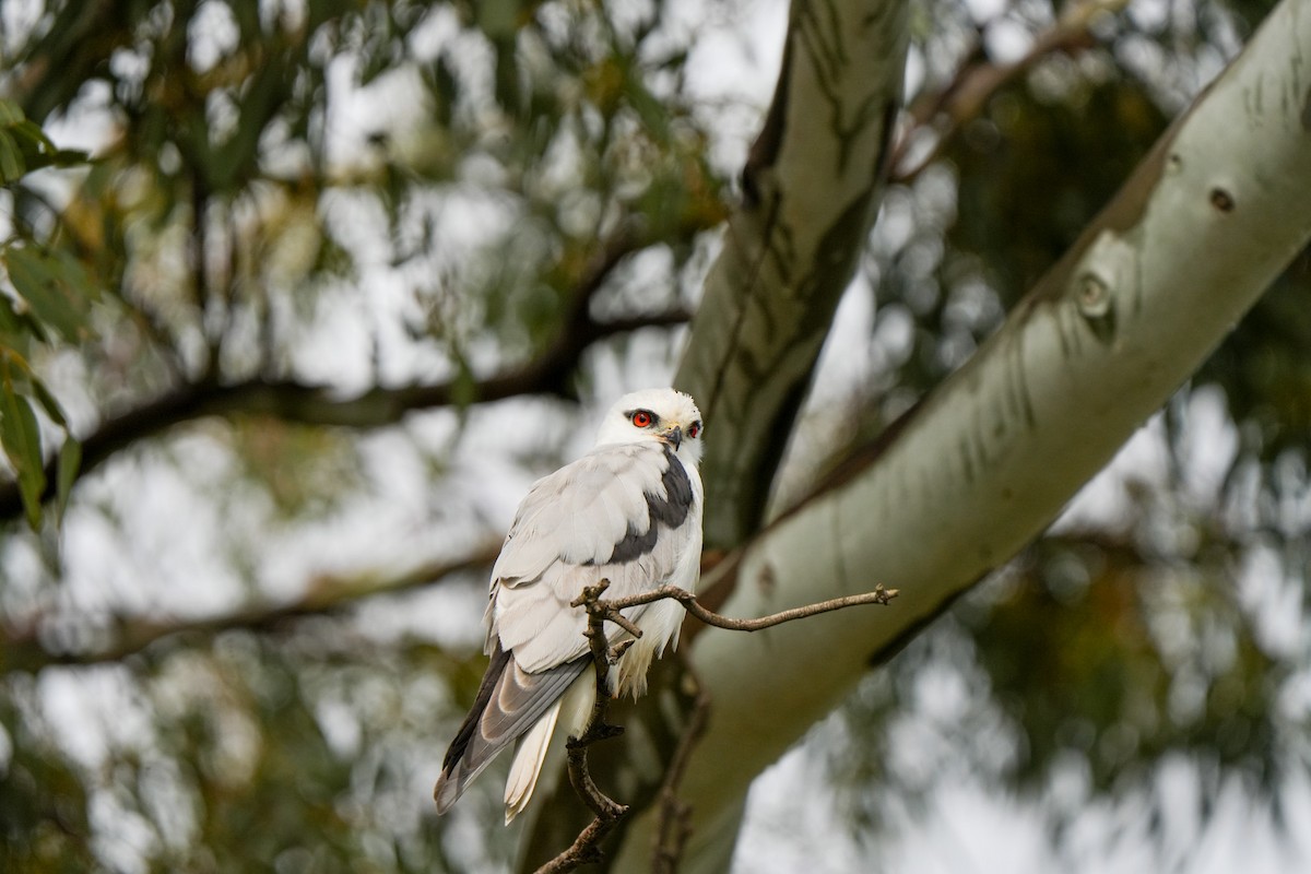 オーストラリアカタグロトビ - ML644912861