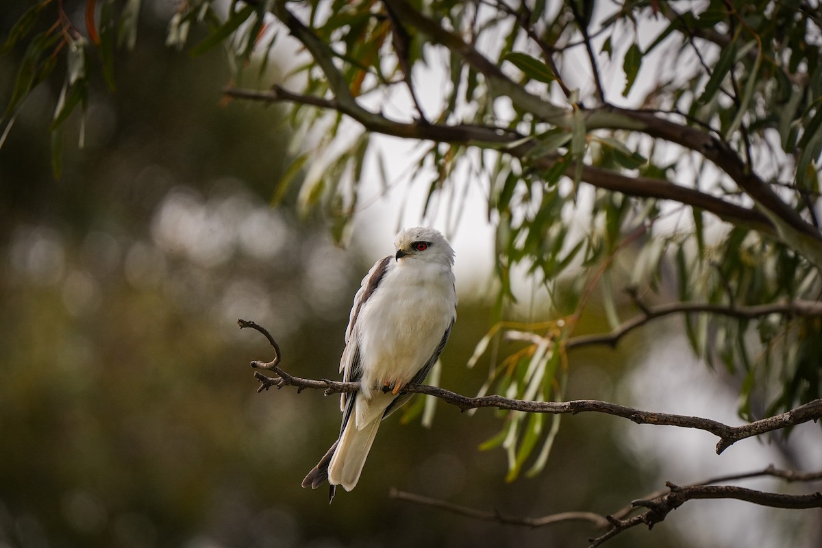 オーストラリアカタグロトビ - ML644912862