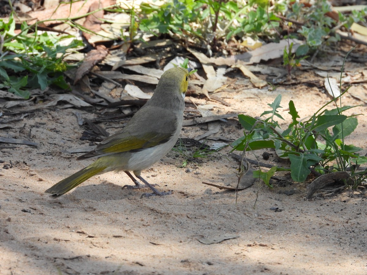 hvitsmykkehonningeter - ML644912863