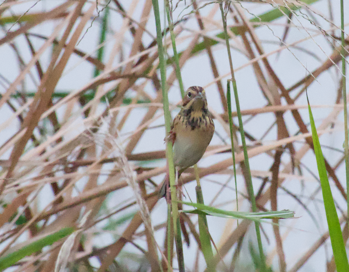 ホオアカ - ML644912864