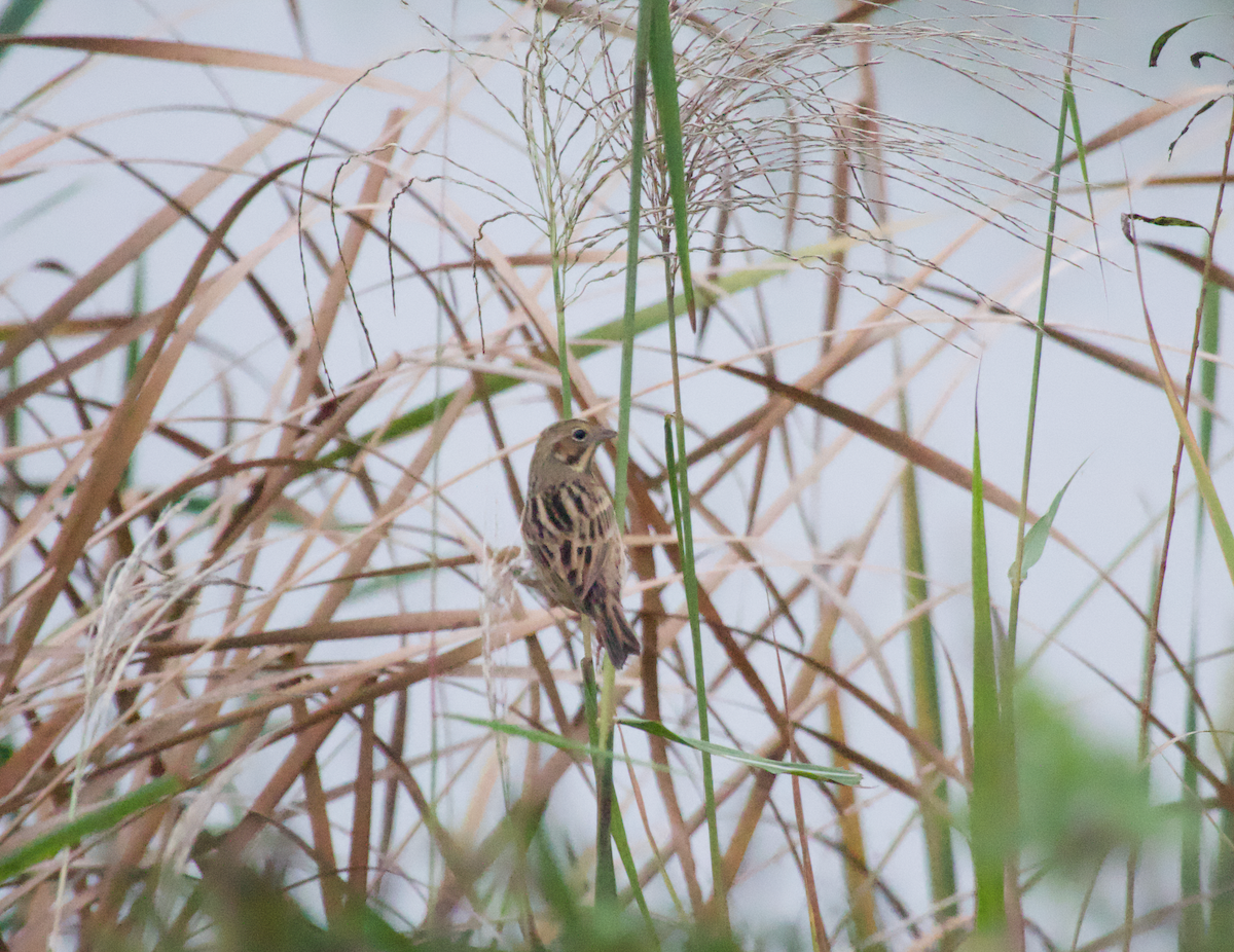 ホオアカ - ML644912865