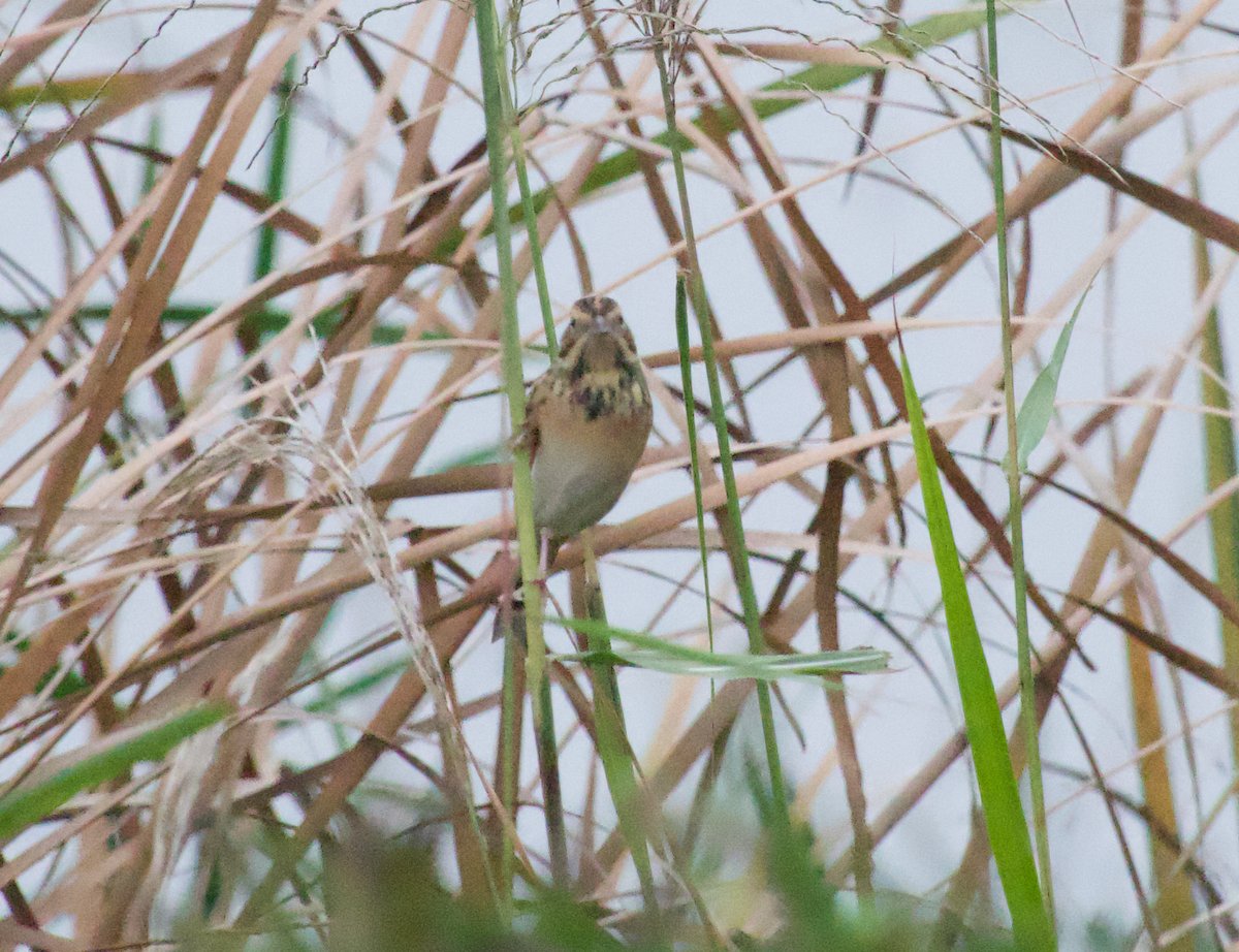 ホオアカ - ML644912866