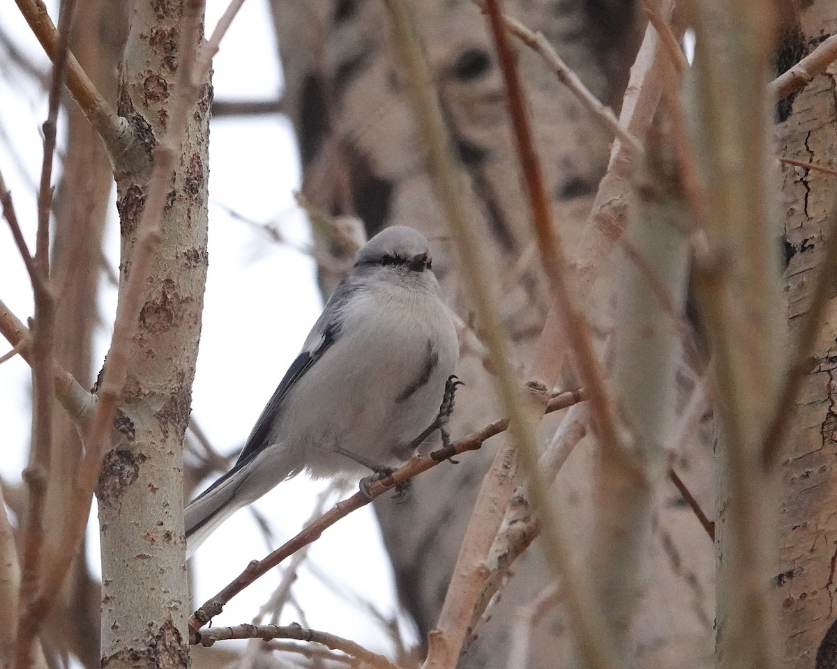 Azure Tit - ML644912868