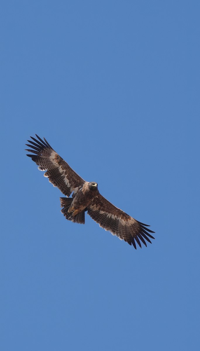 Aquila delle steppe - ML644912875