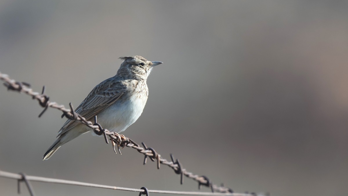 Tepeli Toygar [cristata grubu] - ML644912887