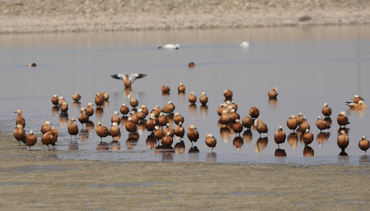 Casarca - ML644912899