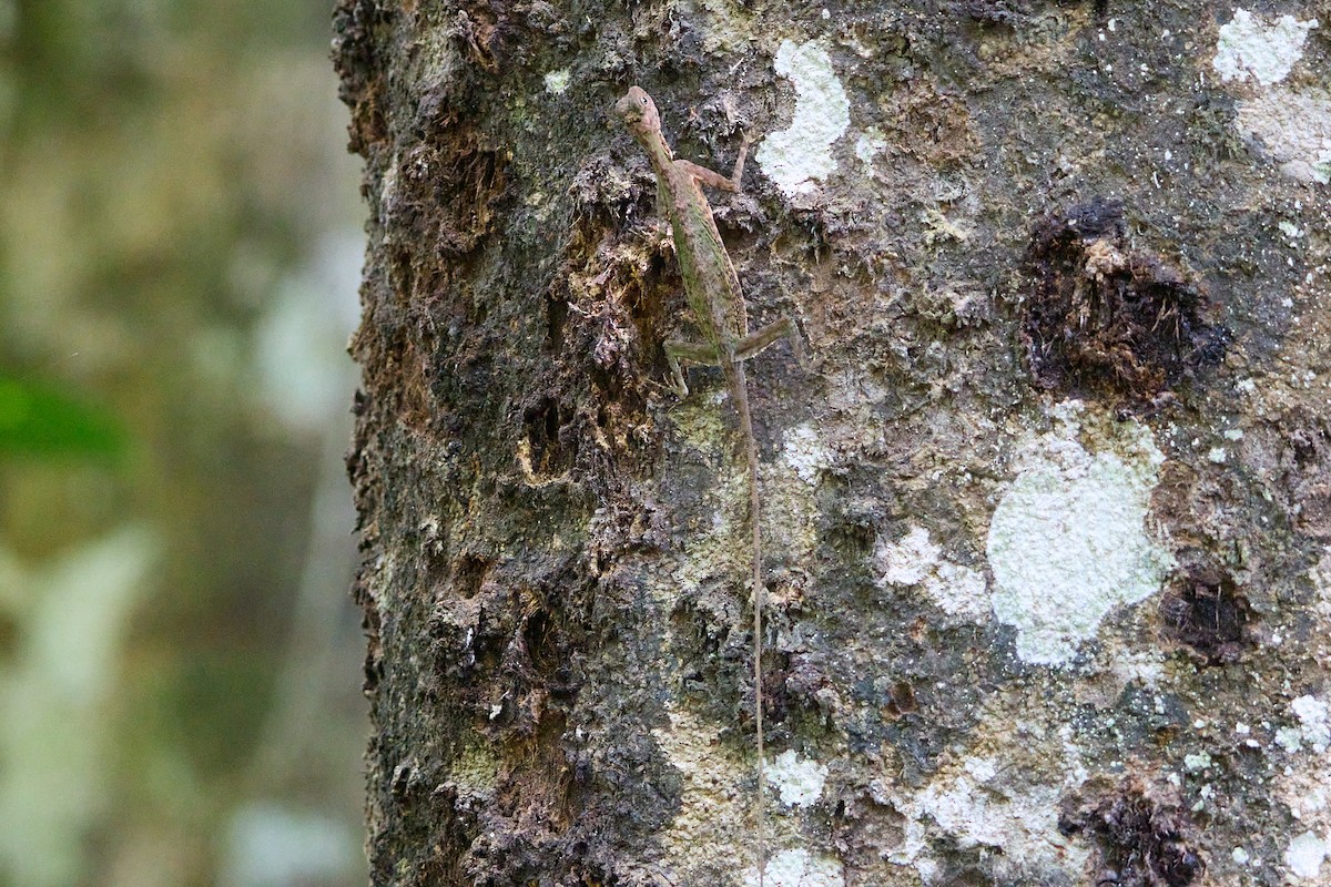 Snakes and Lizards - ML644912900