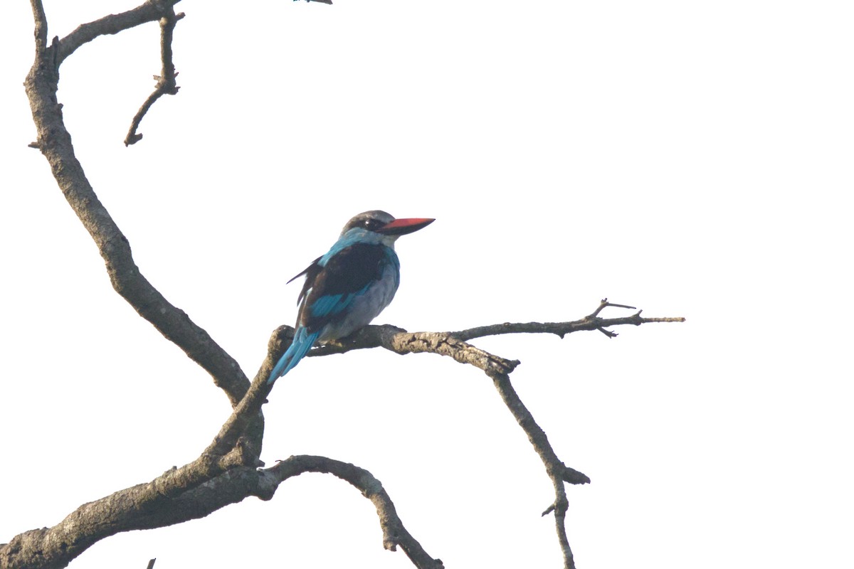 Blue-breasted Kingfisher - ML644912904