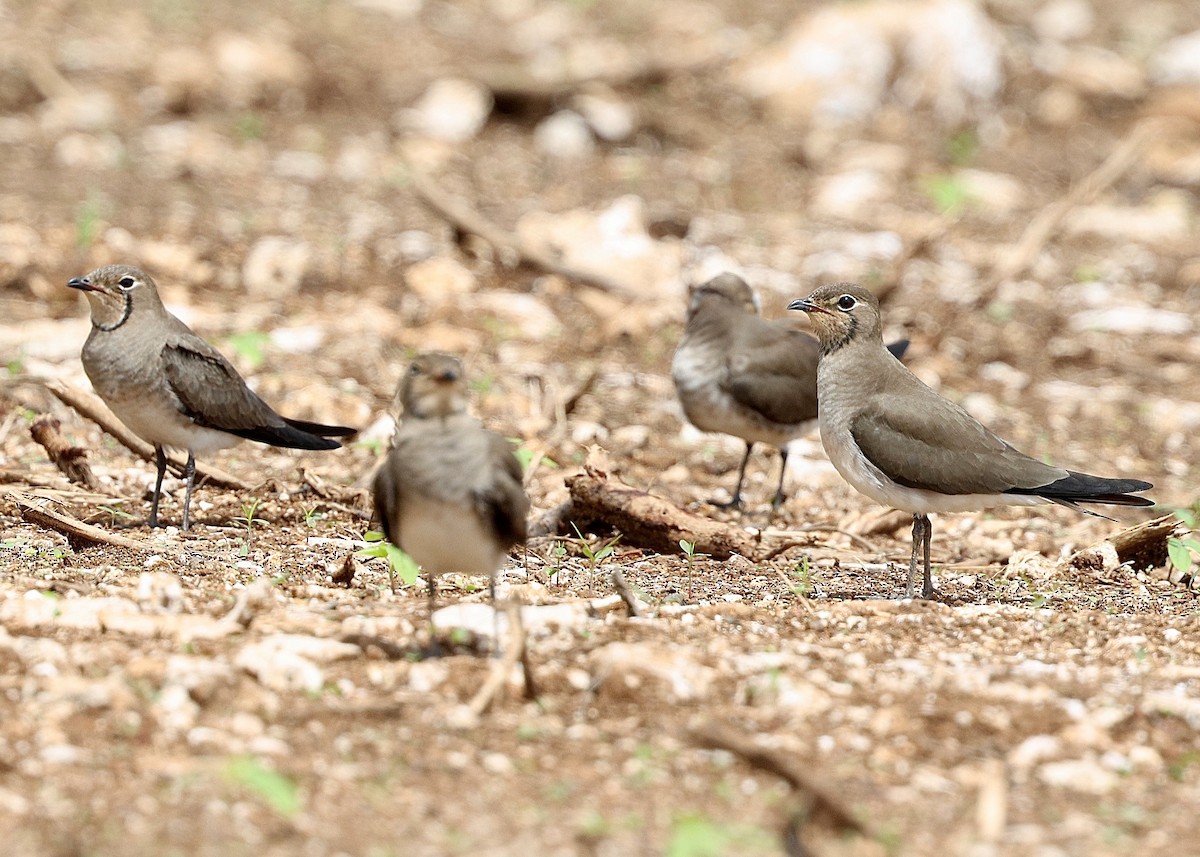 Oriental Pratincole - ML644912905