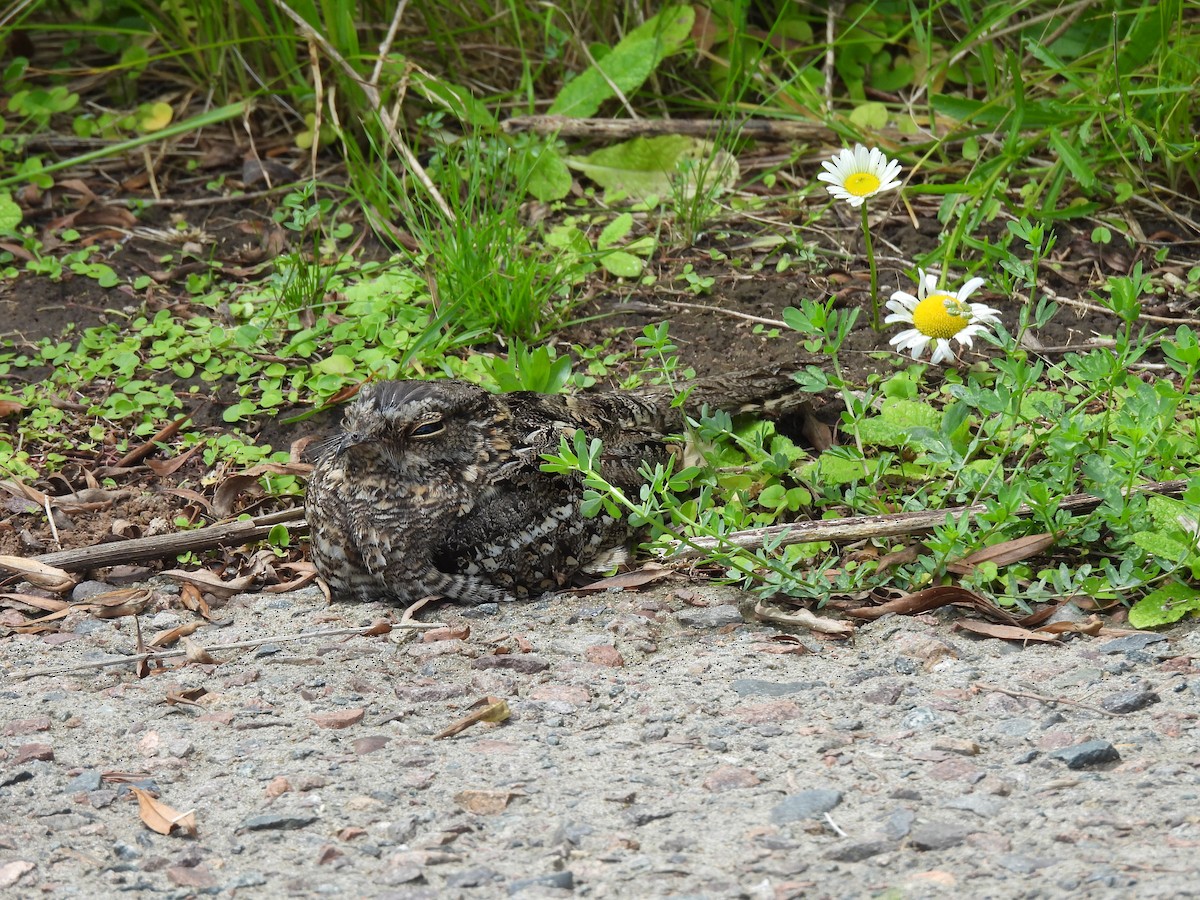 lelek nůžkoocasý - ML644912916