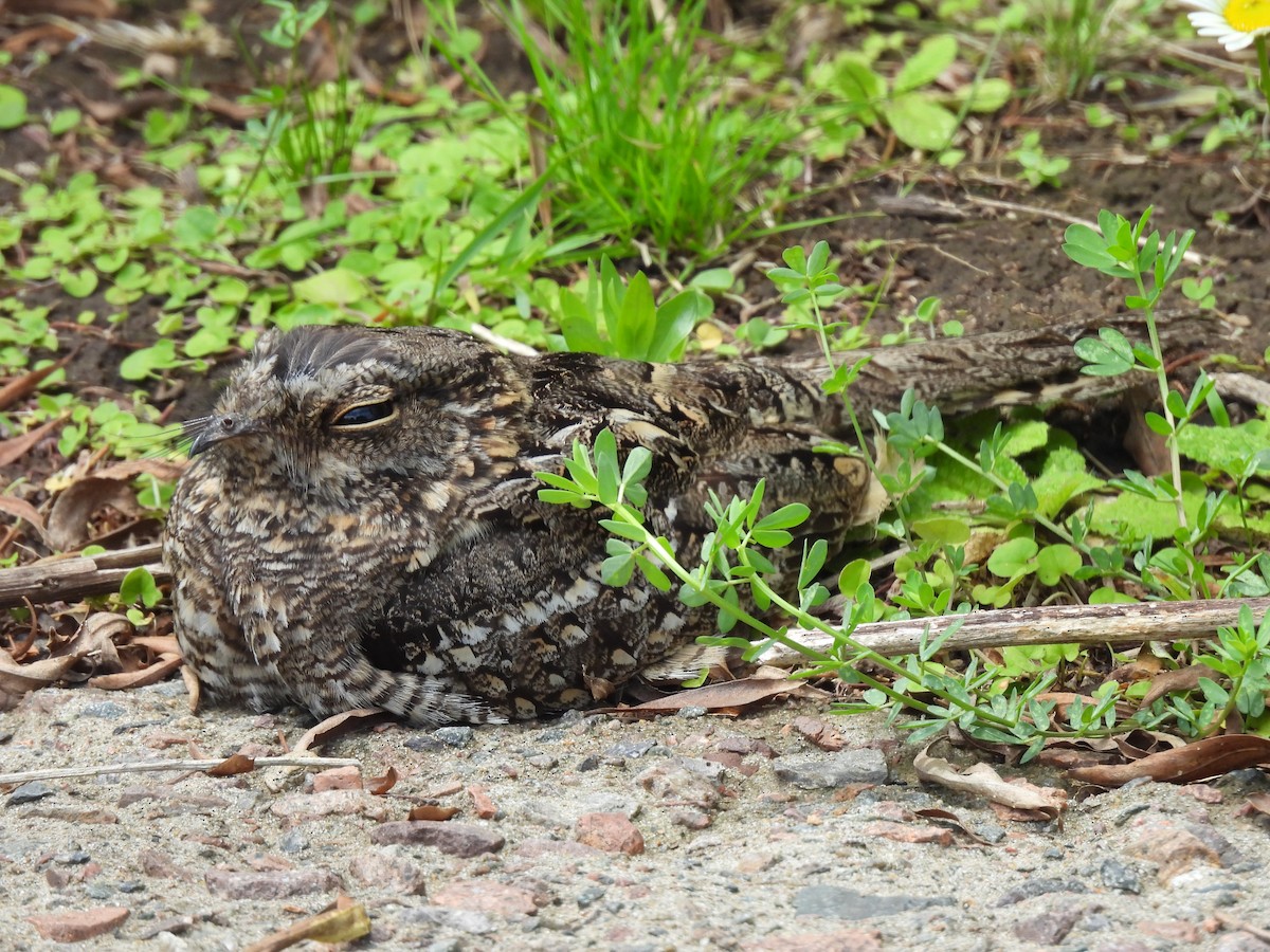 lelek nůžkoocasý - ML644912918