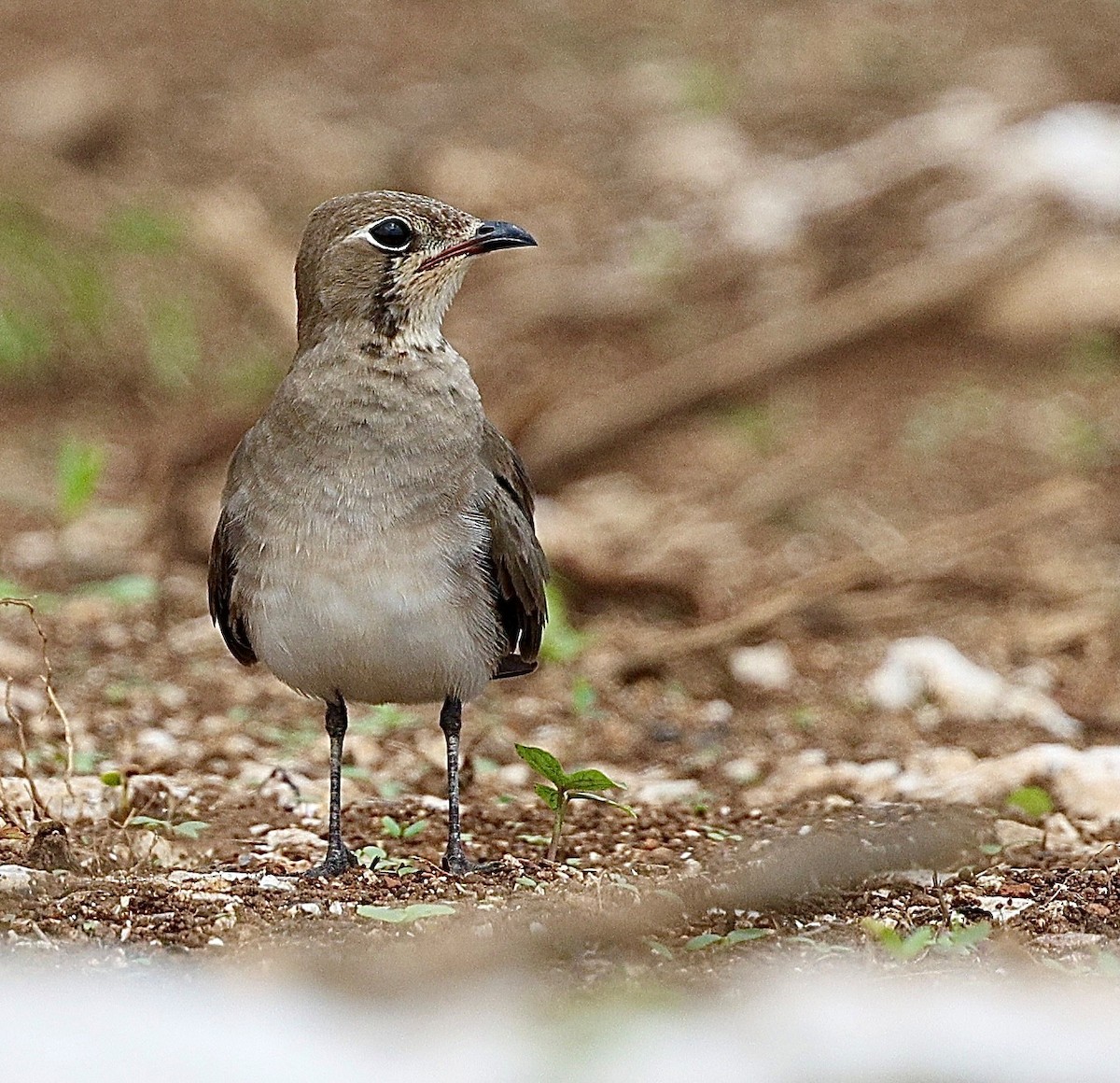 Oriental Pratincole - ML644912953