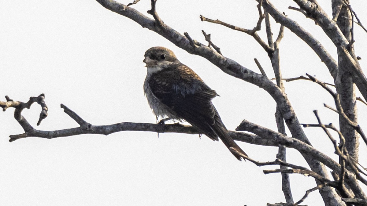 Red-backed Shrike - ML644912960