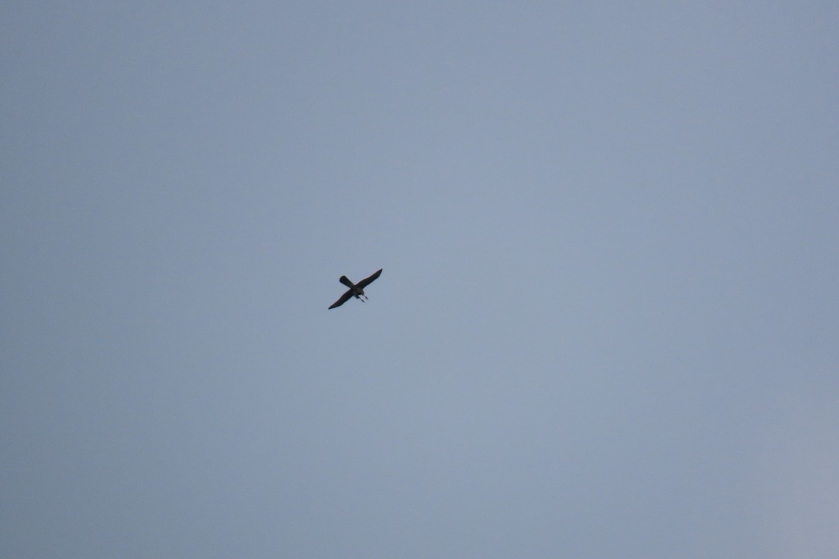 Eurasian Sparrowhawk - ML644912984