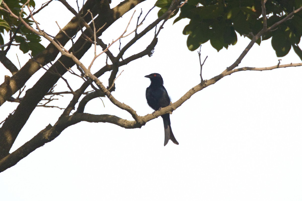Fork-tailed Drongo (Glossy-backed) - ML644912989