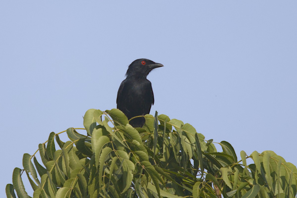Fork-tailed Drongo (Glossy-backed) - ML644912990
