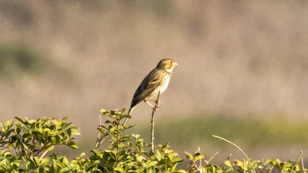 Corn Bunting - ML644912994