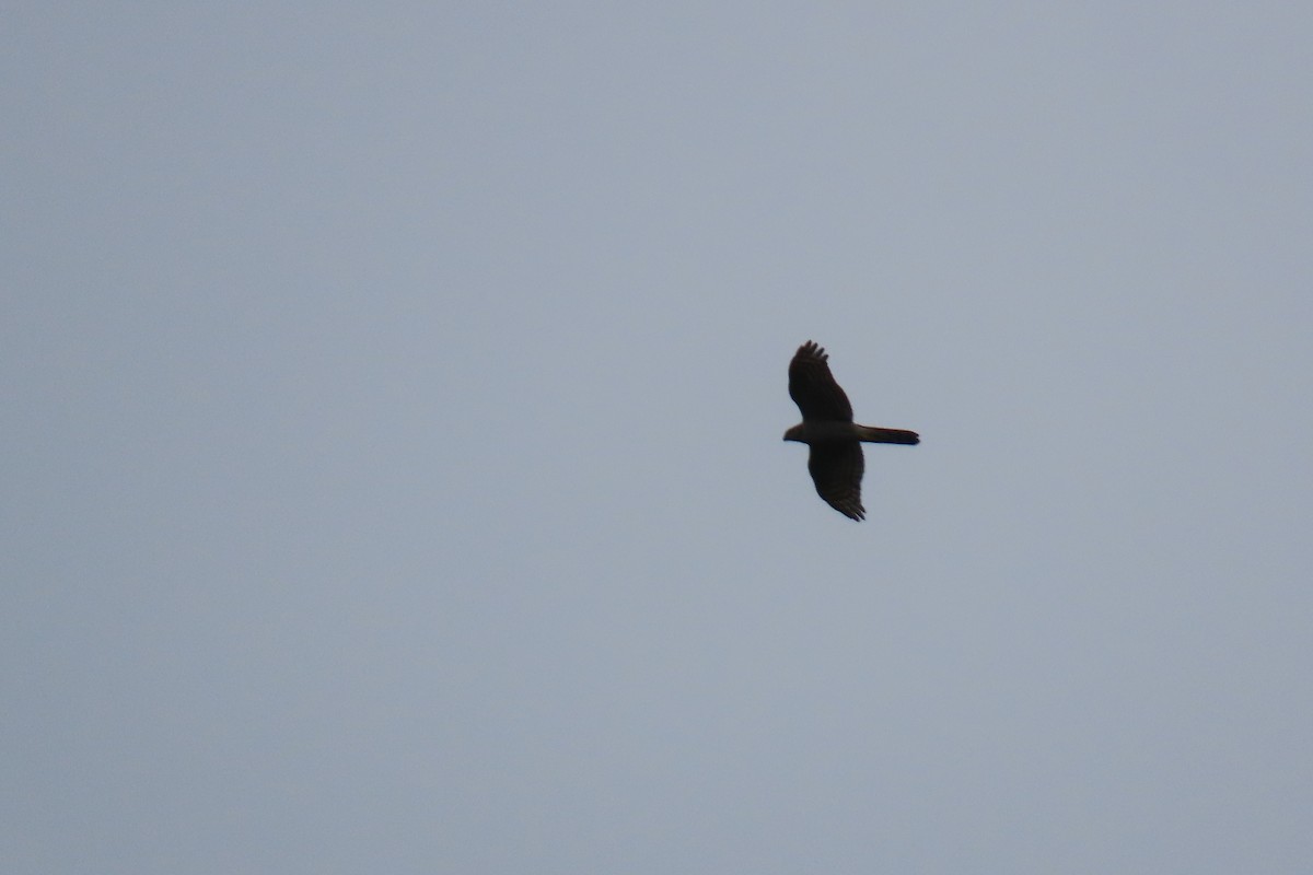 Eurasian Sparrowhawk - ML644912996