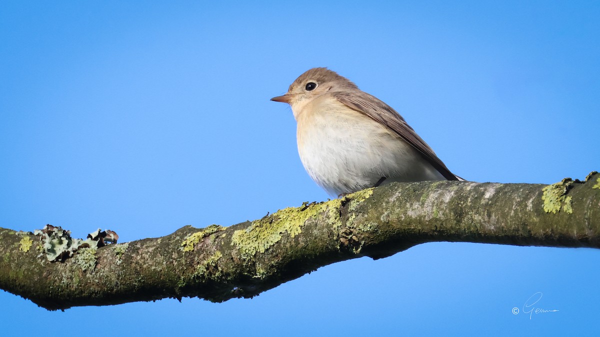 Red-breasted Flycatcher - ML644912997