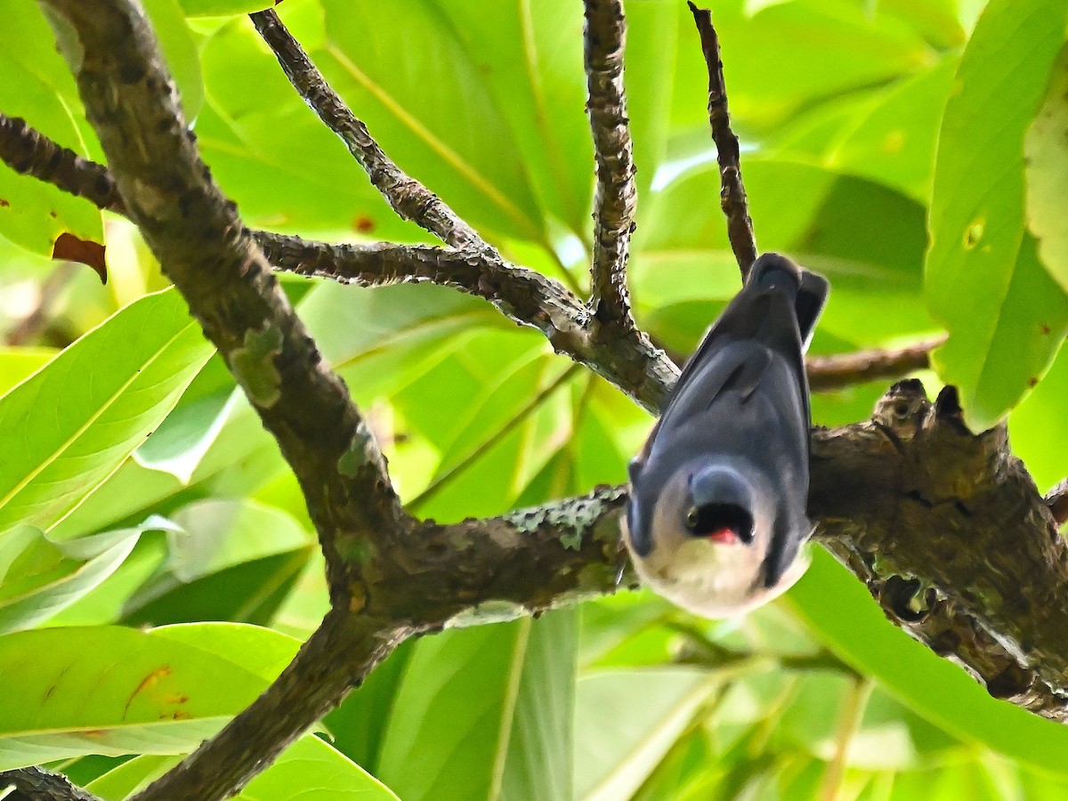Velvet-fronted Nuthatch - ML644913001