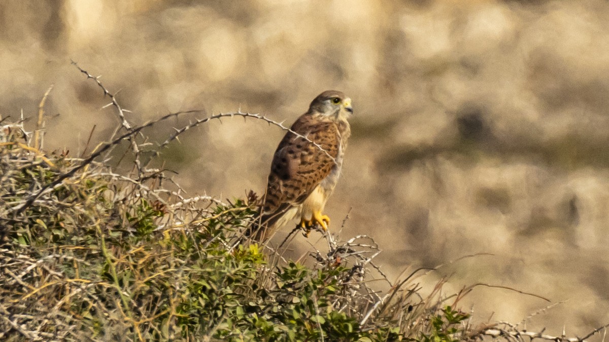 Eurasian Kestrel - ML644913003