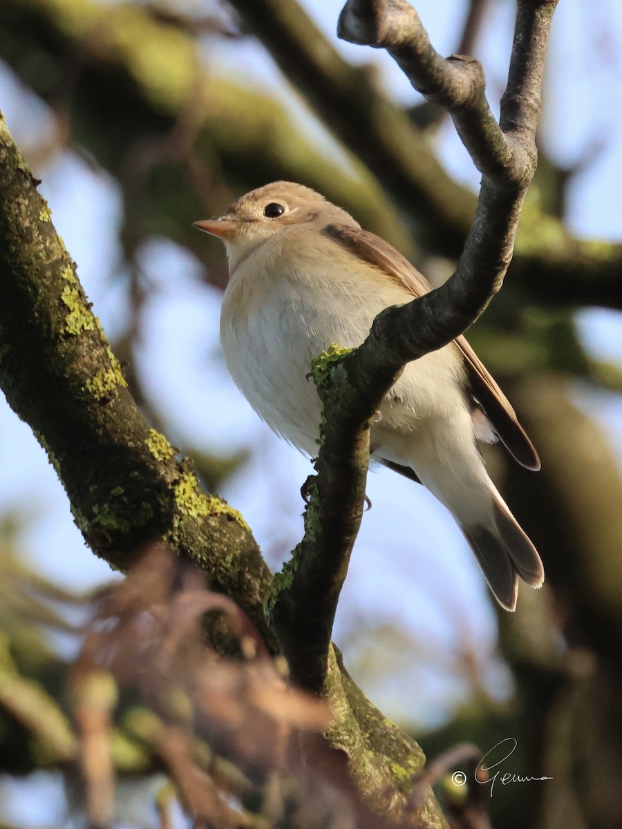 Red-breasted Flycatcher - ML644913004