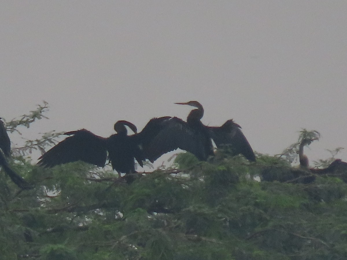 Doğu Yılanboyunu - ML644913044