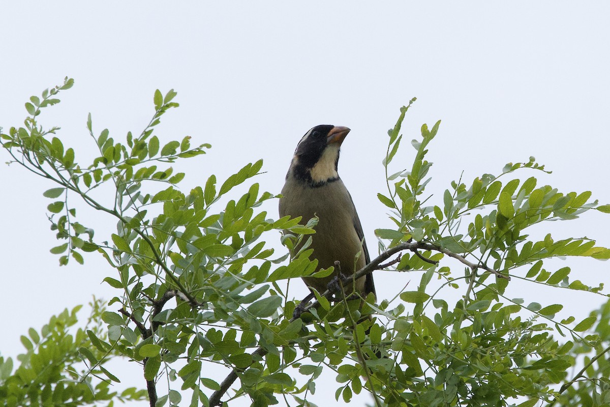 oransjenebbsaltator - ML644913058